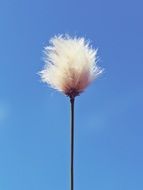 flower of the cotton against the sky