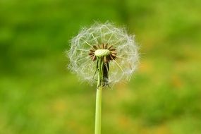 closeup picture of Dandelion on a stalk on a blurred background