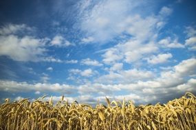 landscape of white clouds over the wheat field