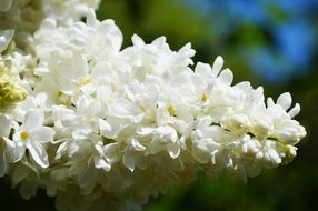 Beautiful white and yellow blossoming flowers in light