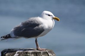 seagull by the ocean