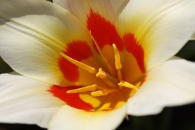 white tulip with red and yellow center close up