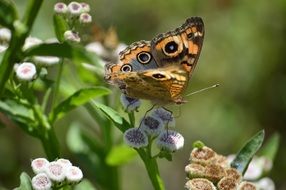 butterfly on flower macro photo