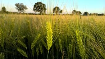 ears of corn on a field at sunset