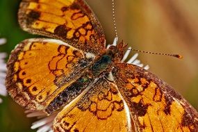 Butterfly close-up on a blurred background