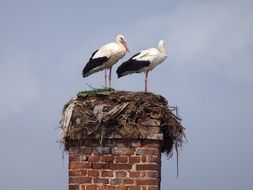 Storks on the house