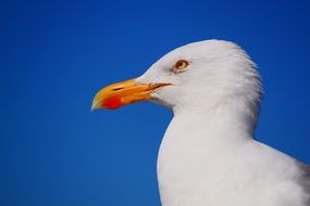 seagull with orange beak