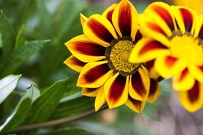 bright colorful flowers in springtime