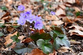 bloom Hepatica in spring