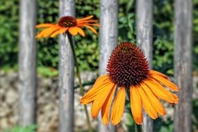 sunny yellow echinacea herbaceous flowering plant macro