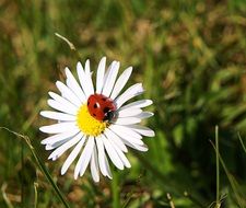 flowers daisy white