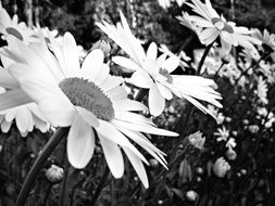 daisies white black