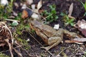 frog among foliage close up
