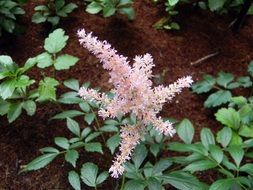 pink astilbe on a stalk close up