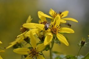 insect with wings on a yellow flower on a blurred background
