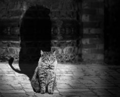 cat with lion shadow