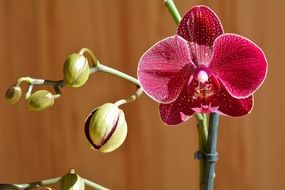 red orchid bloom with buds