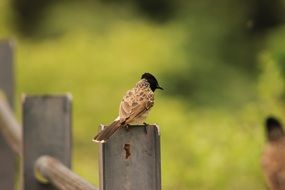 the black-headed bird sits on the fence