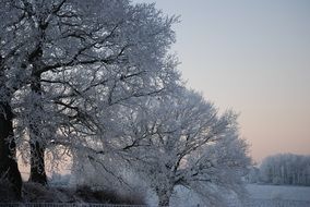 a winter landscape of trees in snow