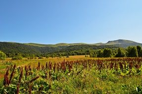 panorama of the green mountain landscape