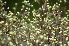Wild plants in nature