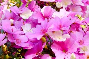 flowers in a brazilian atlantic forest