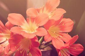 orange and pink flowers