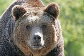 brown bear looking in camera