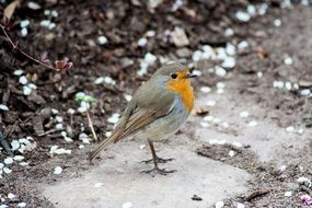 robin like a bird