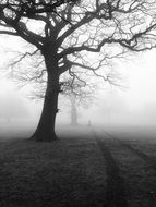 trees in morning mist scene