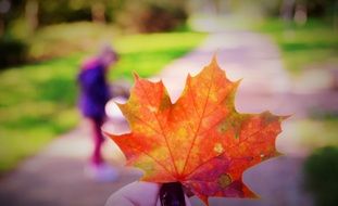 Autumnal leaf in a park