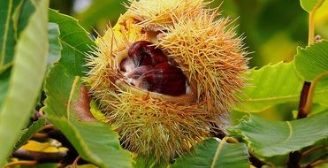ripe chestnut on a tree