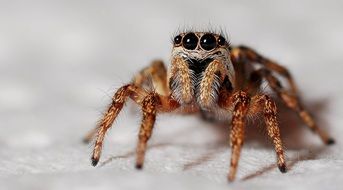 Photo of the zebra spider