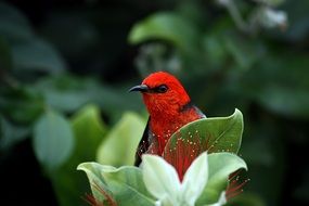 red scarlett honeyeater bird