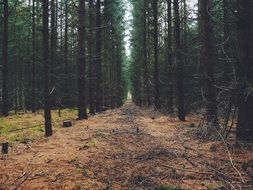 Photo of the forest in the summer