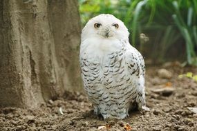 Snowy owl in the wild nature