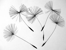 dandelion&#039;s seeds