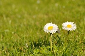 Beautiful white and yellow daisies on the grass