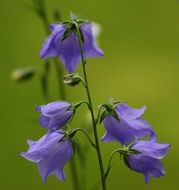 purple bells flowers in bloom