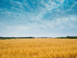 blue sky over yellow wheat field