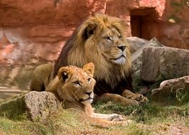 family of lions in the wild