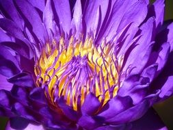 water lily flower blossom