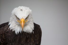 dangerous sea eagle wild predator