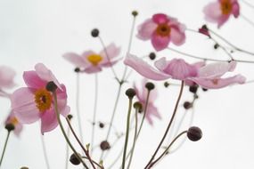 delicate chinese anemone flowers