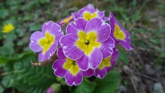 purple flowers on grass background