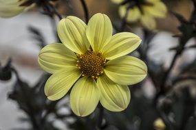 bud dahlias