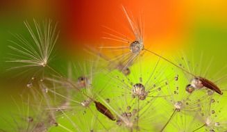 dew on dandelion fluff