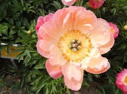 pink peonies flowers