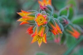 closeup picture of the euphorbia ramipressa flower
