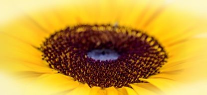 sun flower macro photo